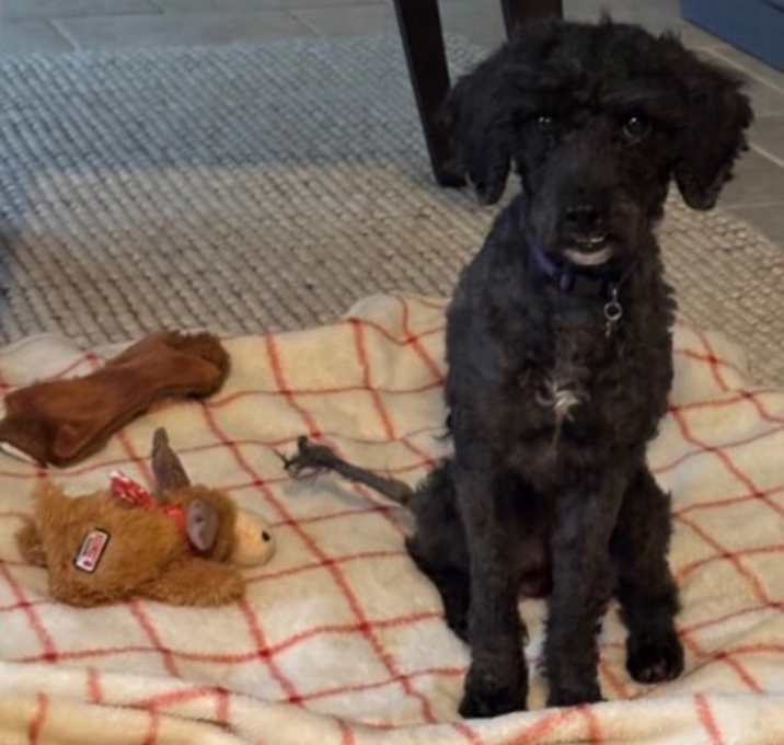 Photo of Trixie FKA Lorah