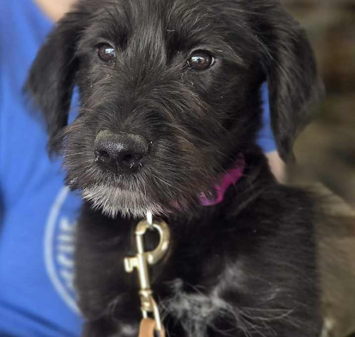 Photo of Biscuit the Schnauzer Mix Pupp