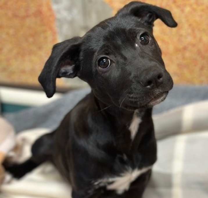 Photo of Cypress - AVAILABLE