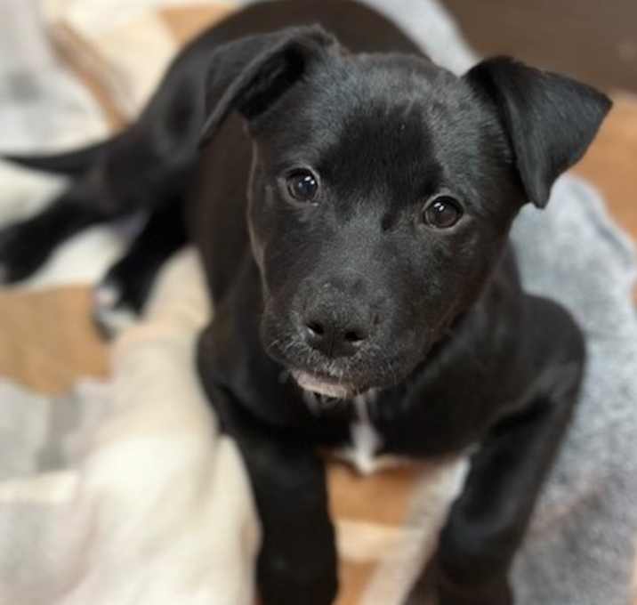 Photo of Ember - AVAILABLE