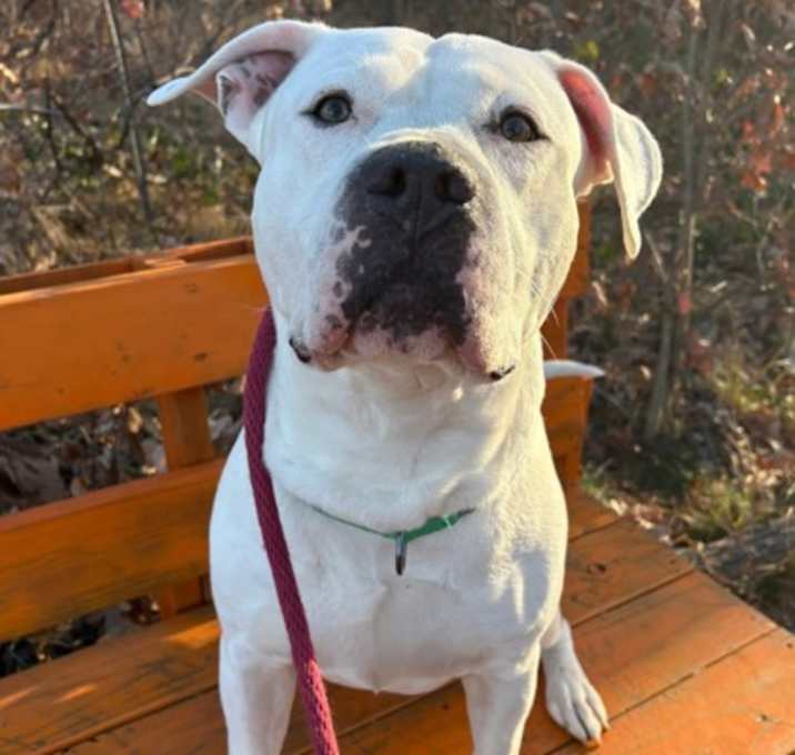 Photo of Blue Buffalo