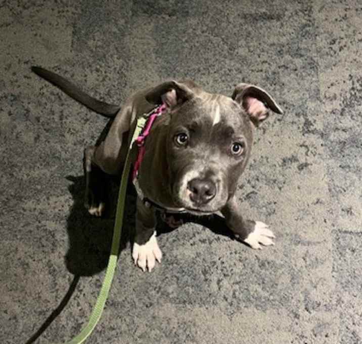 Photo of Gobble Gobble