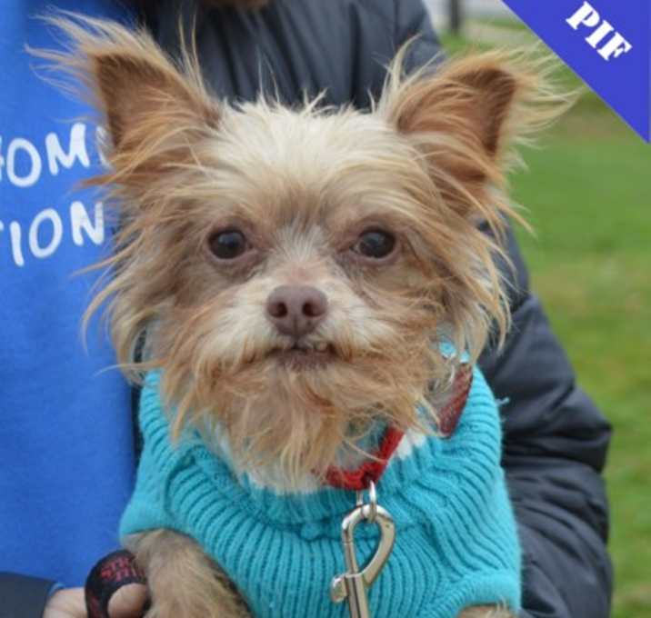 Photo of Bitsy+(bonded with Benny)