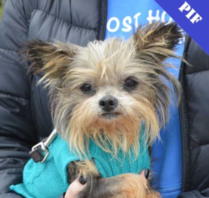 Photo of Benny+(bonded with Bitsy)