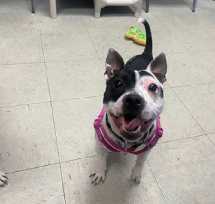 Photo of Queen Poppy