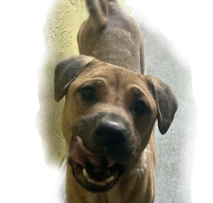 Photo of Kringle Pringle