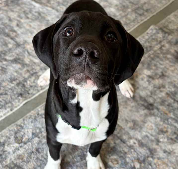 Photo of Socks Owner