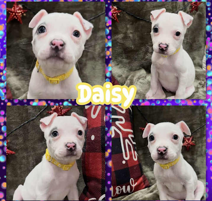 Photo of Daisy