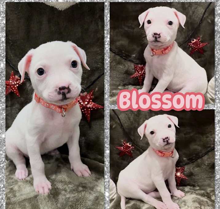 Photo of Blossom