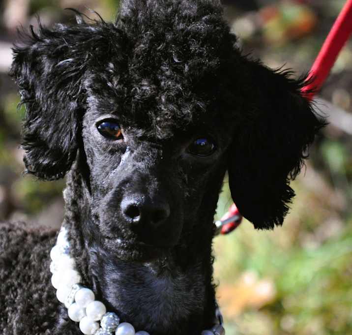 Photo of PRINCESS ANA