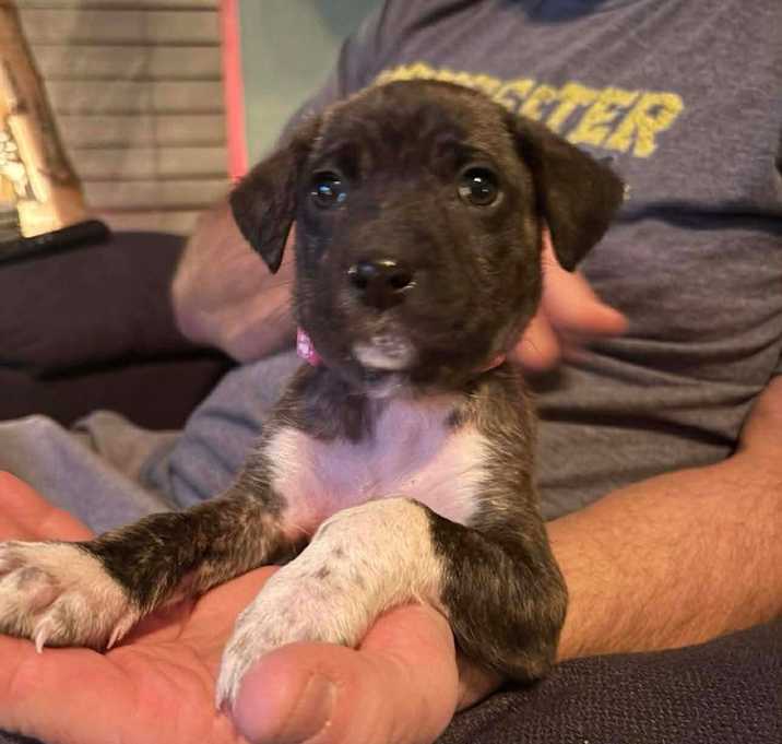 Photo of Truffle F  (Itty Bitty Litter 2025)