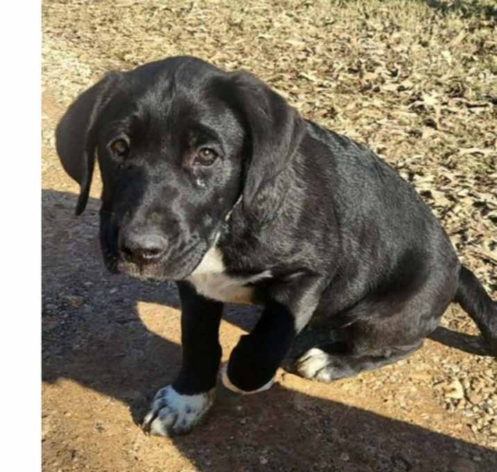 Photo of Jingle Bells: Flurry PKA Pup 6