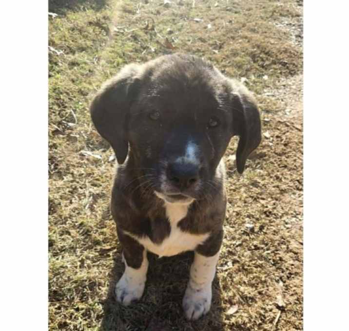 Photo of Jingle Bells: Holly PKA Pup 7