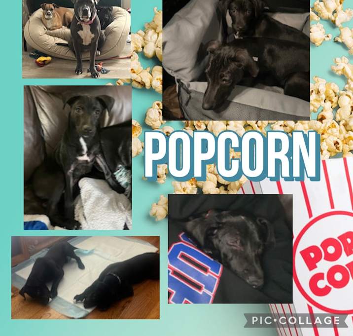Photo of Popcorn