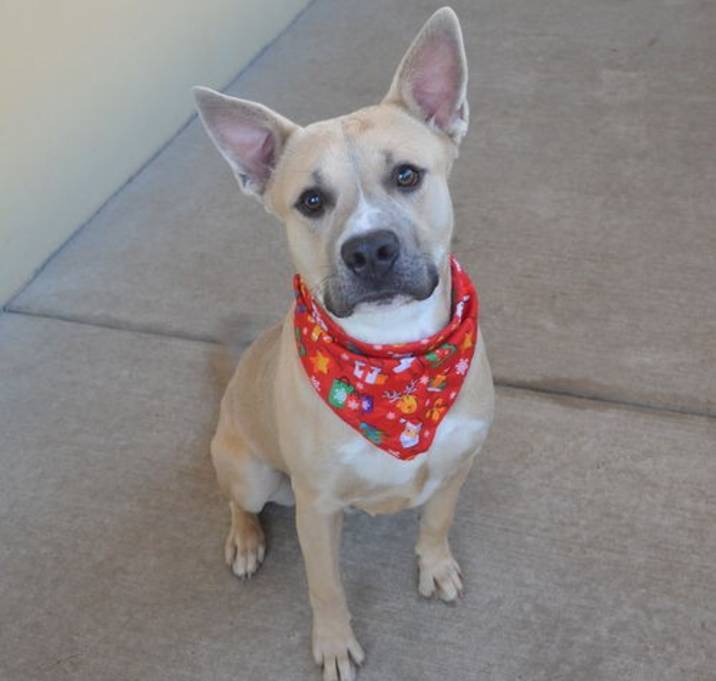 Photo of Waggy Wonderland