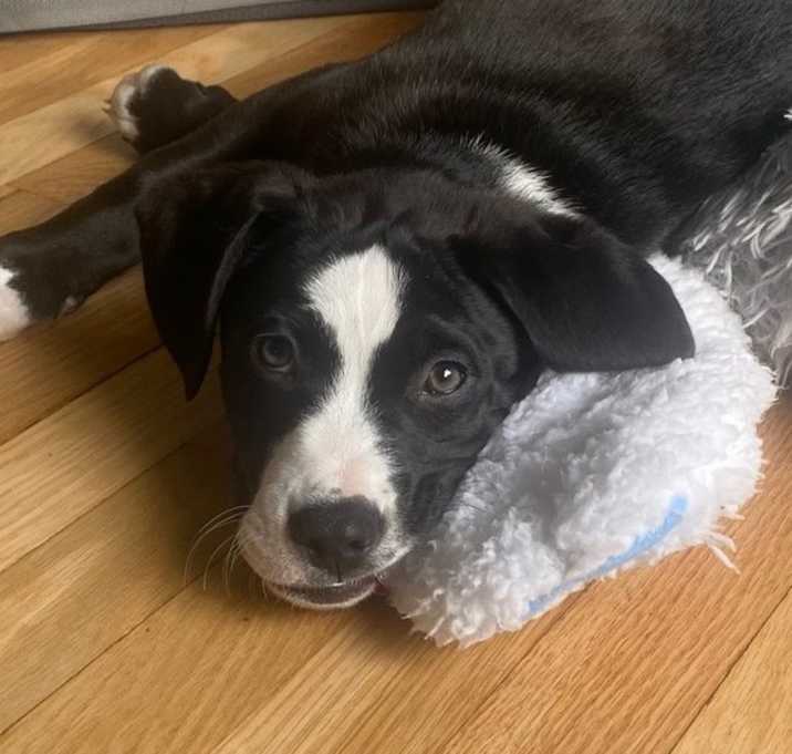 Photo of Pumpkin Pie