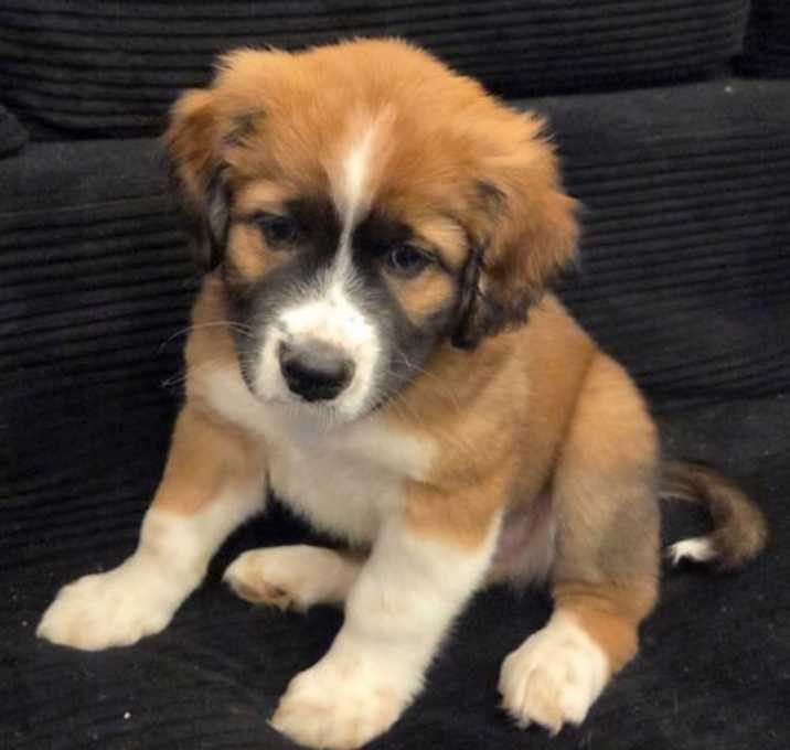 Photo of PUPPY DENNIS