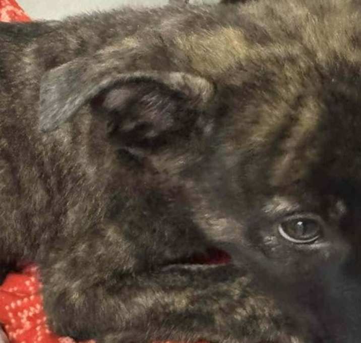 Photo of Rugrats- Phil