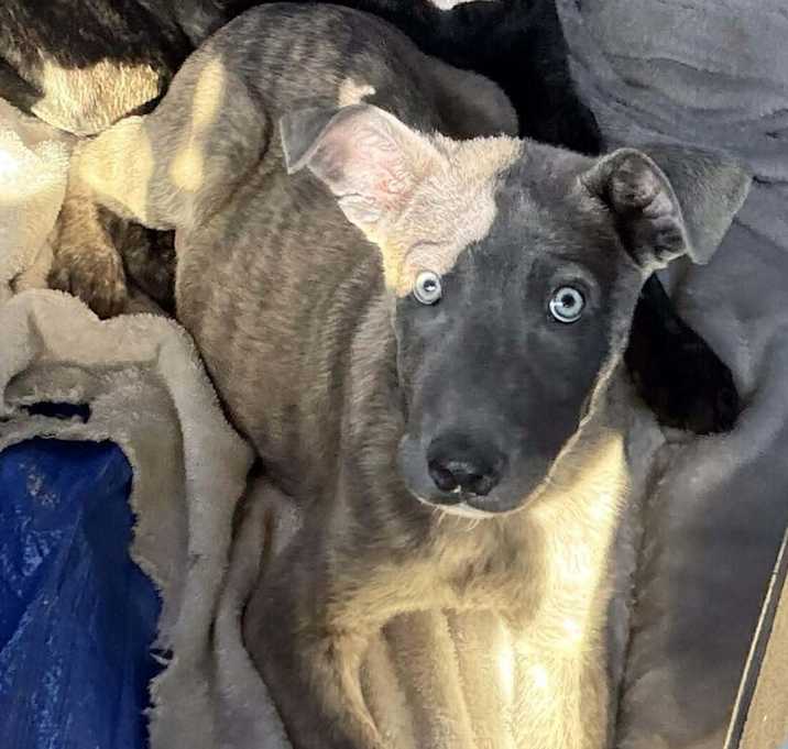 Photo of Rugrats- Spike- located in Florida