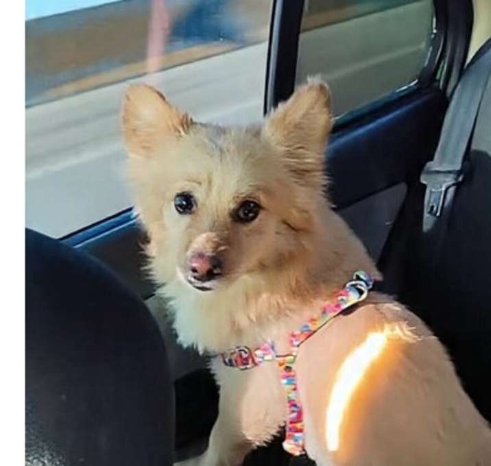 Photo of Jambo (Mid-East) ma