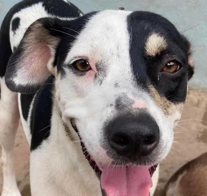 Photo of MORNING GLORY (Mexico) yo