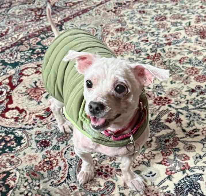 Photo of Shaggy Rogers