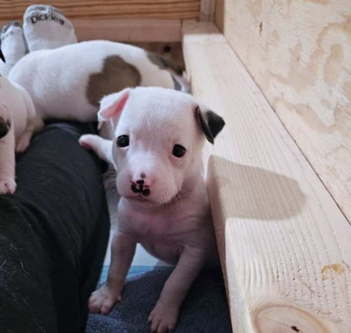 Photo of Anya's Chilly