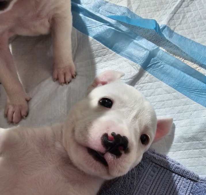 Photo of Anya's Snowflake