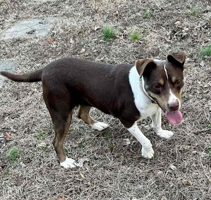 Photo of Mitzi - loyal!