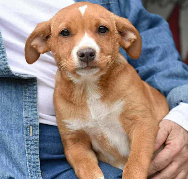 Photo of Maisy (Suzie's Litter)