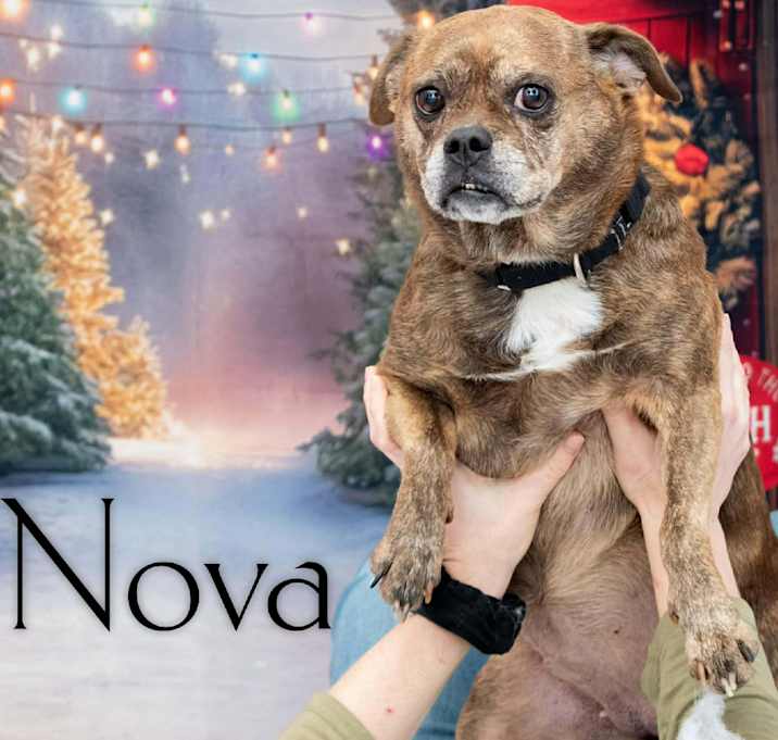 Photo of Nova