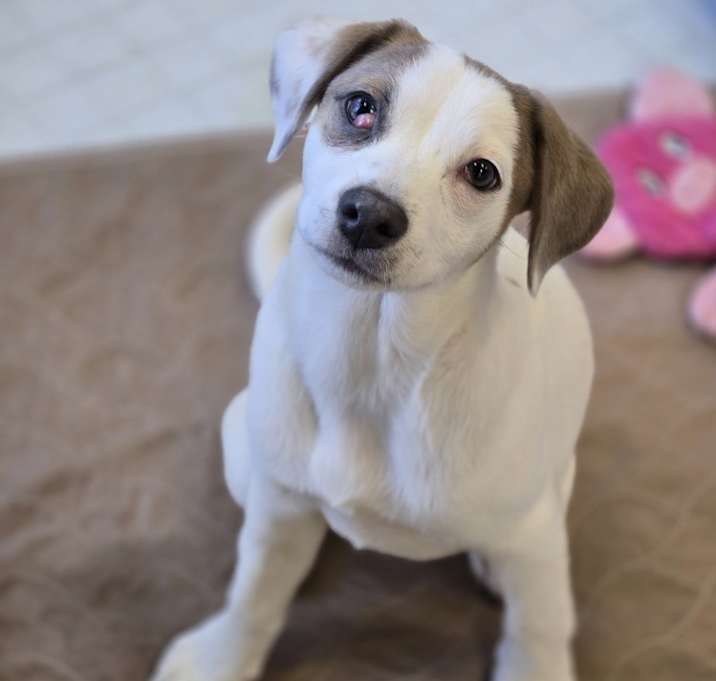 Photo of Salmon (Sally)