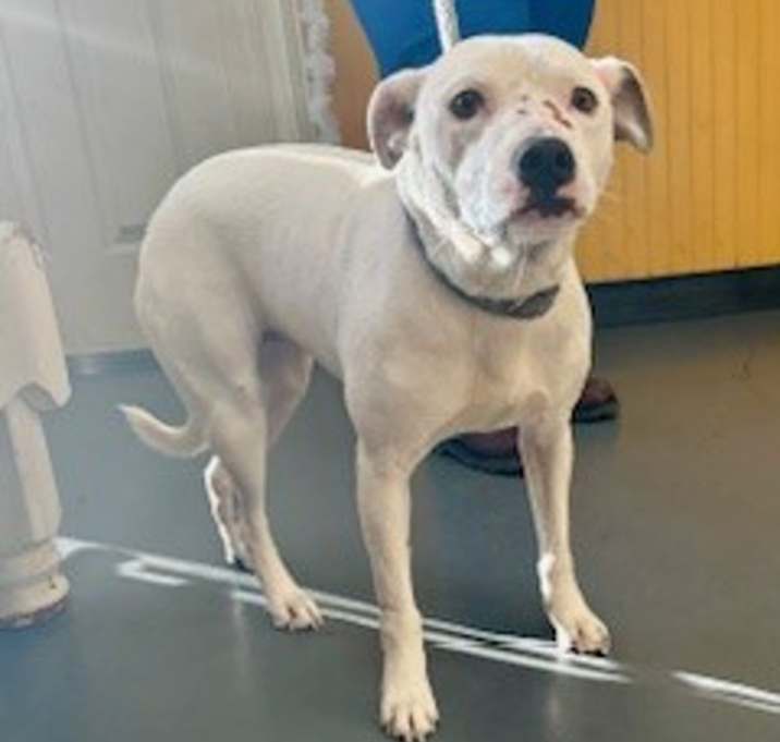 Photo of 25-12-3663 Unique