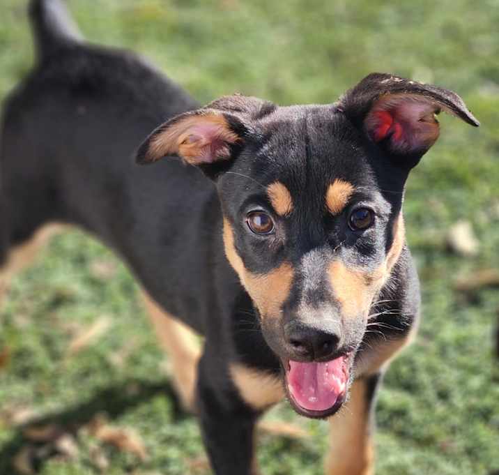 Photo of Huntress AL