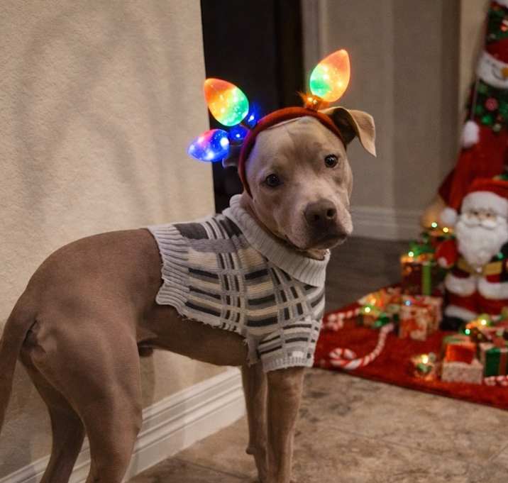 Photo of Peanut aka Little Boy