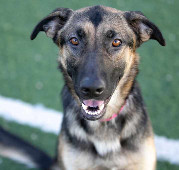 Photo of Della (D25-71)