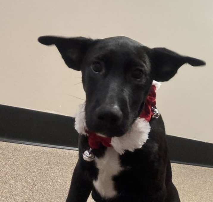 Photo of Corporal FH