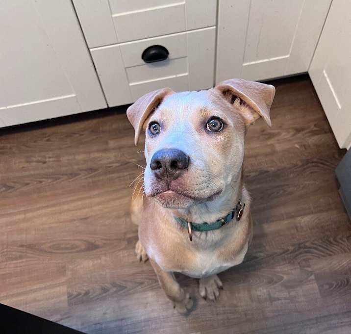 Photo of Kawasaki Houston