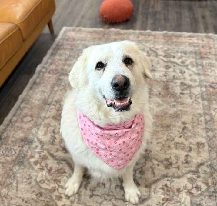 Photo of Snow White the Loving Teddy Bear