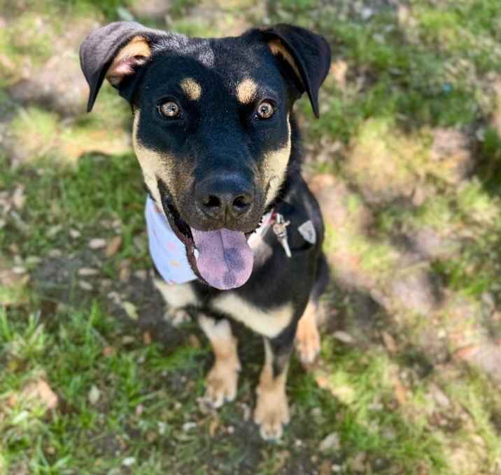 Photo of Dobbie Boy the ultimate Pawsome buddy