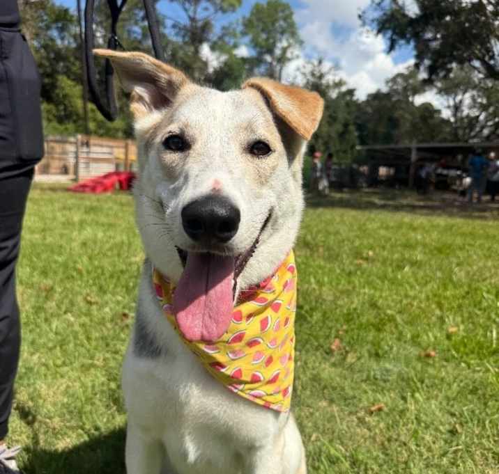 Photo of Salt so sweet belly rubs please