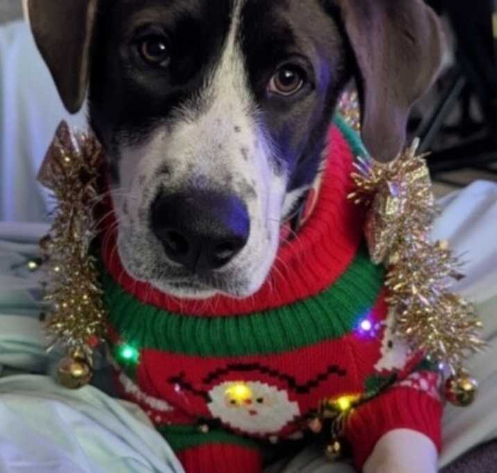 Photo of Muffin Handsome and Sweet Breakfast Bunch