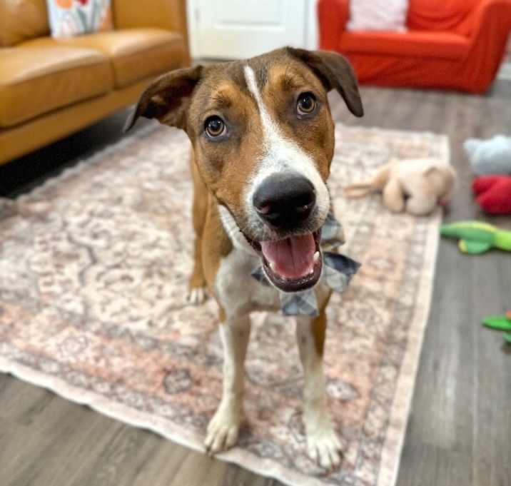 Photo of George the goodest boy