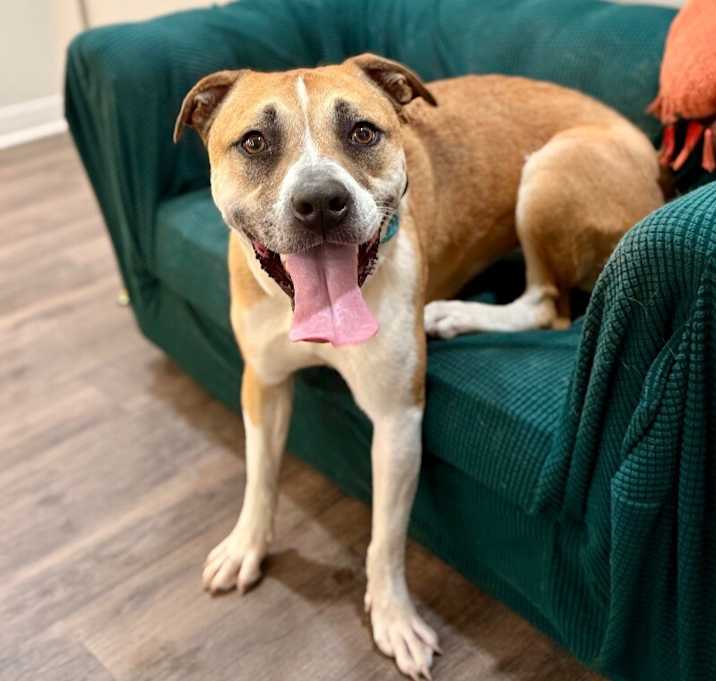 Photo of Chanel Belle your built in bestie with bonus wiggles