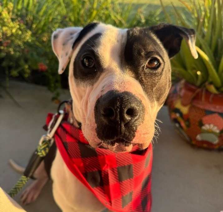 Photo of Sweet Eddie Beau with the soulful eyes