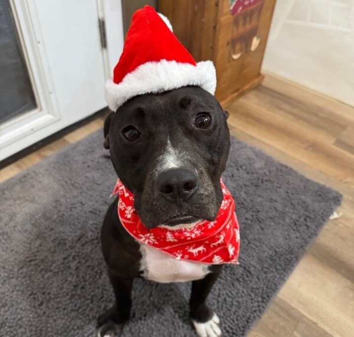 Photo of Tango the Tiny dancer