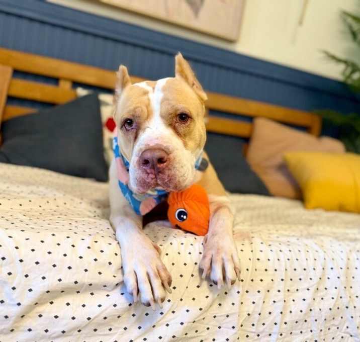 Photo of Lovely London Queen of Naps and Belly-Rubs