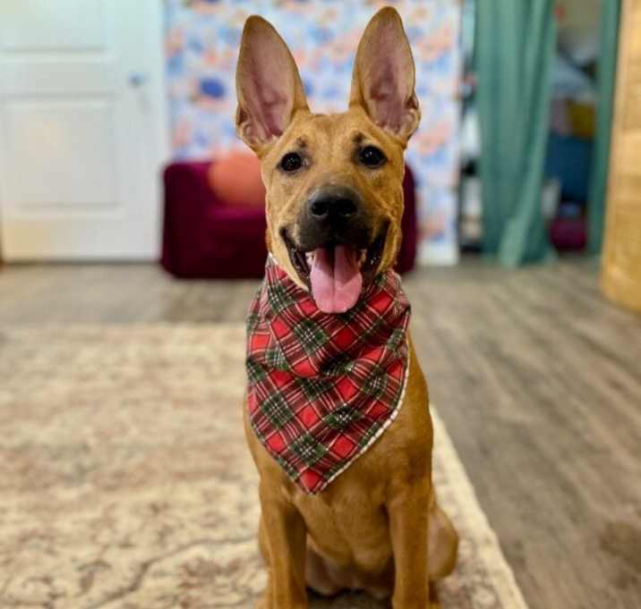 Photo of Feah Playful Little Working Wonder