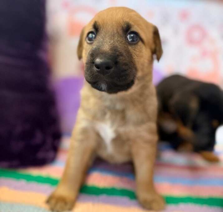 Photo of Alesie Cutie Alaskan