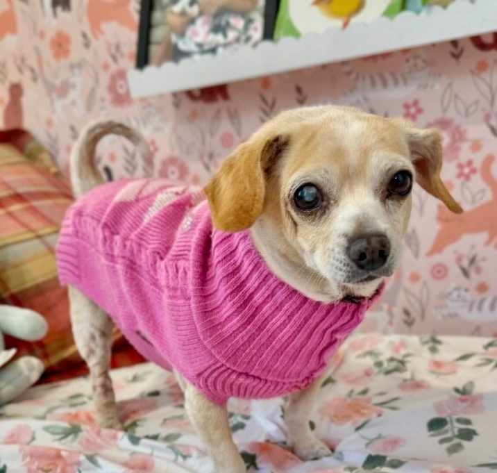 Photo of Little Biscuit